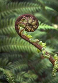 Close-up of plant. fern