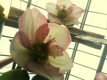 Close-up of flower blooming indoors