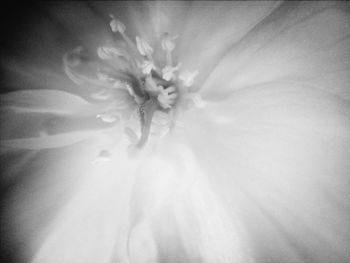 Close-up of white flower