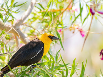 Bird perching on a plant