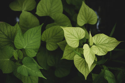 Close-up of green leaves