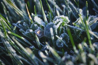 Close-up of frozen plant