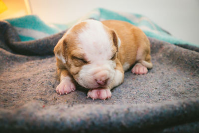 Close-up of dog lying on floor