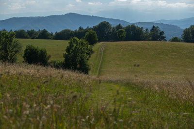 Scenic view of field against sky