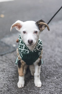 Portrait of dog standing outdoors