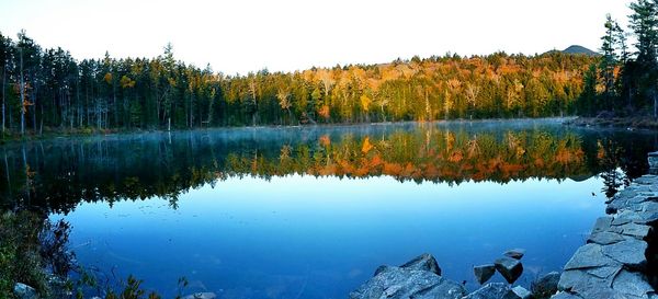 Reflection of trees in water