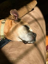 Close-up of dog sleeping