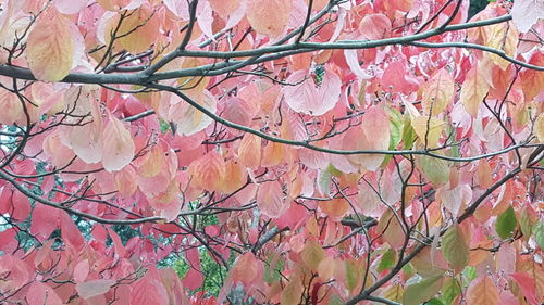 Full frame shot of tree with autumn leaves