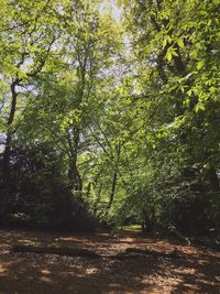 Trees in forest