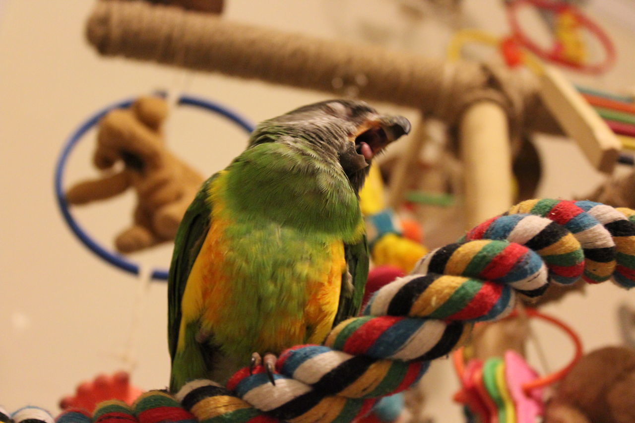 CLOSE-UP OF PARROT PERCHING ON A BIRD