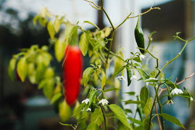 Close-up of red chili peppers plant