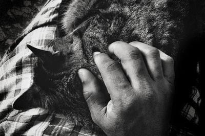 Close-up of person hand with cat