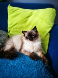 Portrait of cat relaxing on sofa