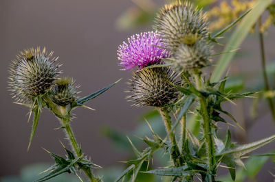 Purple thistle growing outdoors