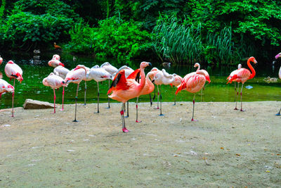 View of birds in water