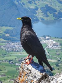 Alpine chough perching on stone against landscape