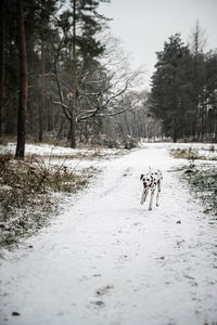 Dog running in forest