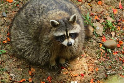 High angle portrait of a raccoon on field
