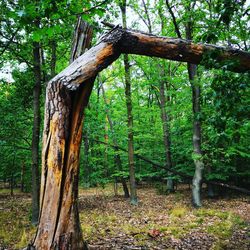 Trees in forest