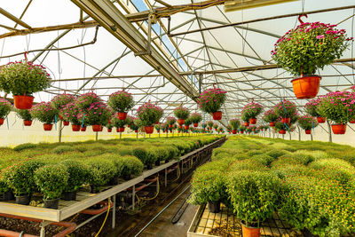 Low angle view of plants