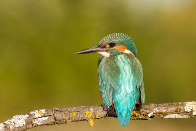 Close-up of bird perching on a tree