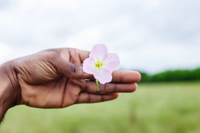 Close-up of hand holding flower