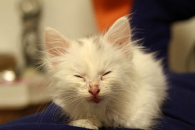 Close-up of cat relaxing at home