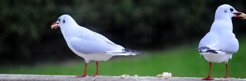 Seagulls perching on a bird