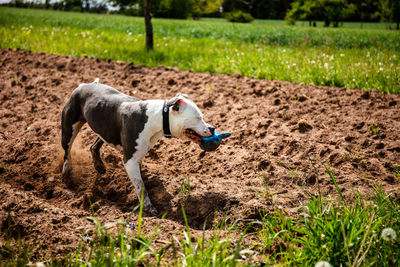 Full length of a dog on field