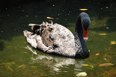 Swan swimming in lake