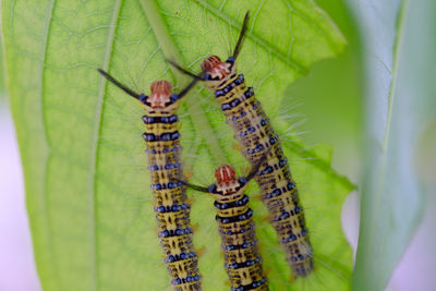 Close-up of insect on leaf