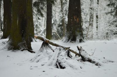 Close-up of trees in forest during winter