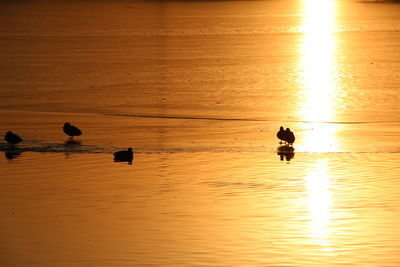 Silhouette birds in sea against orange sky