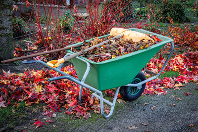 Clearing the brightly colored autumn leaves in the garden and collecting them in a wheelbarrow,