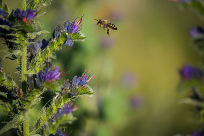 Close-up of bee pollinating on purple flower