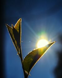 Low angle view of plant against sky