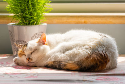 Close-up of cat lying on table