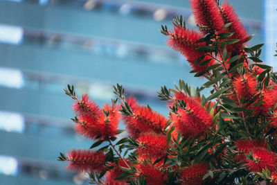 Close-up of red flowering plants