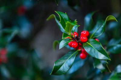 Close-up of red berries growing on tree