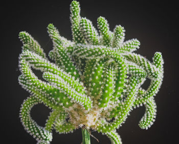 Close-up of cactus plant against black background