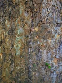 Full frame shot of tree trunk