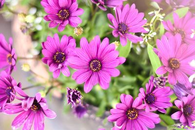 Close-up of pink flowers