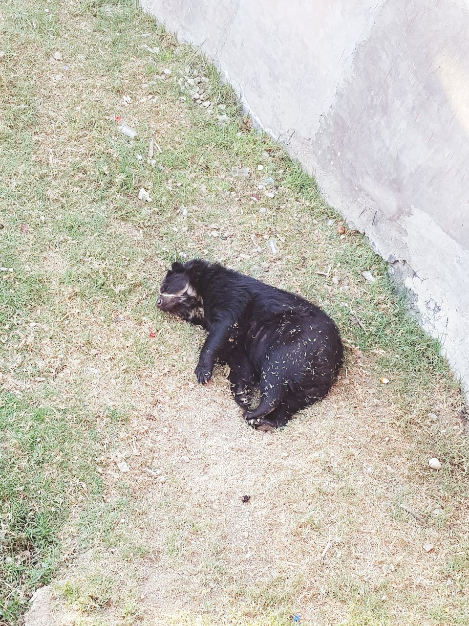 HIGH ANGLE VIEW OF DOG ON GRASS