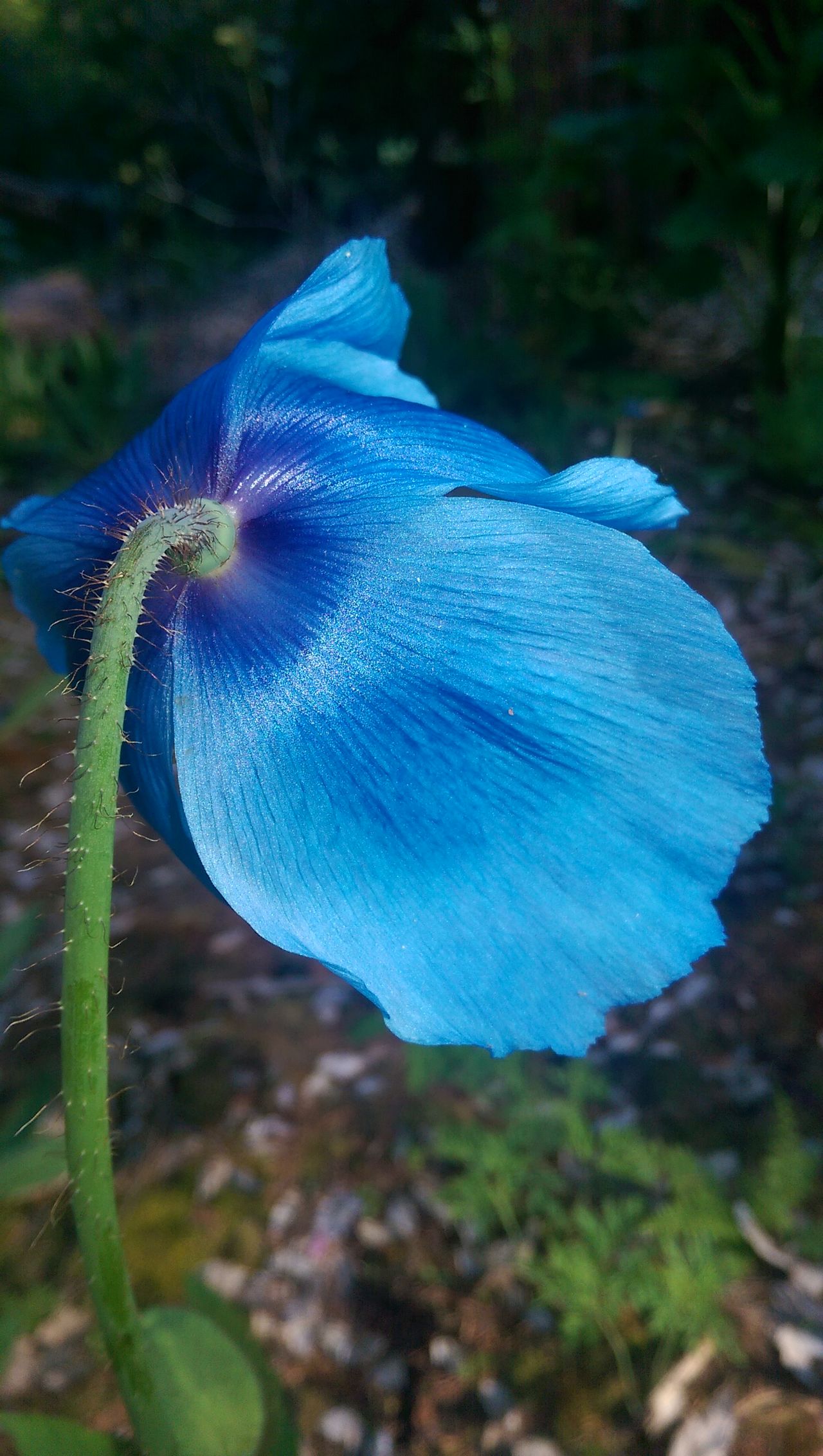 Bluepoppy