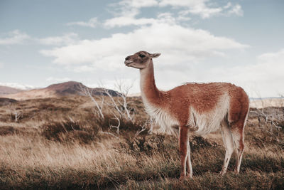 Sheep standing in a field