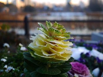 Close-up of yellow flowering plant