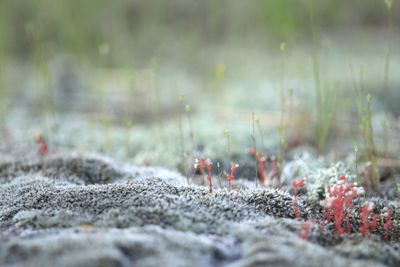 Close-up of moss on field