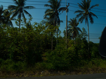 Scenic view of palm trees against sky