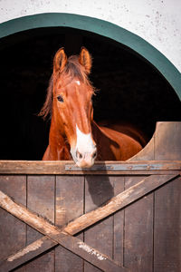 Horse looking out of outdoor box, cute animals, lusitano breed.