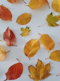 High angle view of maple leaves